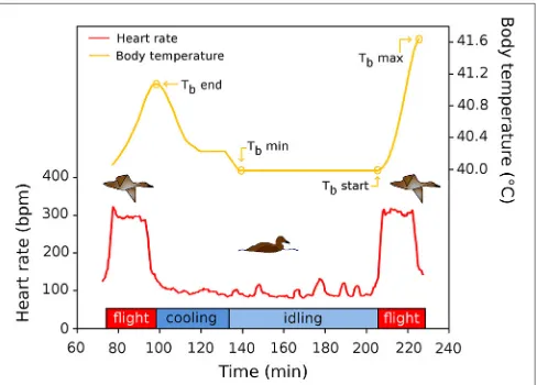 FIGURE 1 | Schematic representation of a ﬂight cycle during migration ofcommon eiders