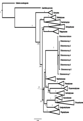Fig. 2. – Phylogenetic analysis of the Chloromorum sequences  using a Bayesian analysis of selected members of each algal  class in the Heterokonta to place them in a phylogenetic  con-text