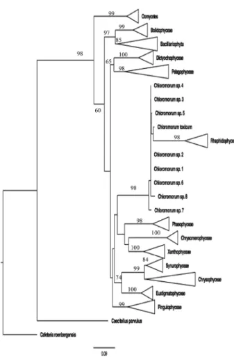 Fig. 3. – Phylogenetic analysis forcing the Chloromorum  sequences into the Rhapidophyta for testing the validity of these  sequences as members of that microalgal class