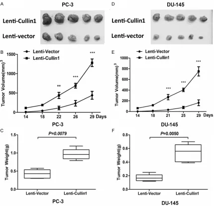 Figure 2. Cullin 1 promotes PCa cell proliferation in vitro. A, B. Cullin 1 overexpression promotes the proliferation of PC-3 and DU145 cells