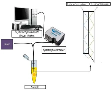 Fig. 1: Schematic application of fiber optic fluoresce nce spectroscopy  