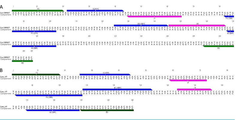 Figure 1LAMP primer sequences and positions in the target gene regions. (A) C. psittaci LAMP primerset; and (B) C