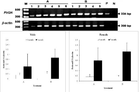 Figure 6: Electrophoregram for RT-PCR product (top) and semi-quantitative expression level of Pangasianodon hypophthalmus growth hormone (PhGH) in transgenic betta fish F1 generation (bottom)