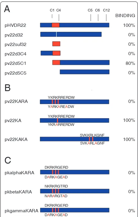 Figure 4 Mutants of the region II of Erythrocyte Bindingbconserved cysteines C1, C4, C5, C6 and C12 shown