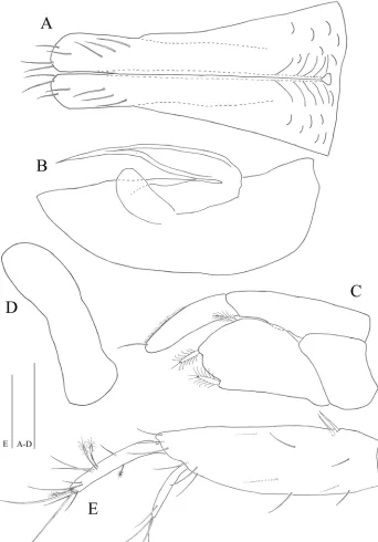 Figure 7. Microcharon tanakai sp. n., male. A pleopod 1, dorsal B pleopod 2, dorsal C pleopod 3, dorsal D pleopod 4, dorsal E female right uropod, dorsal