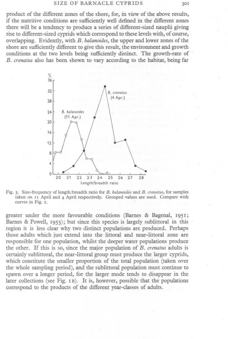 Fig. 3. Size-frequency of length/breadth ratio for B. balanoidesand B. crenatus,for samples taken on II April and 4 April respectively