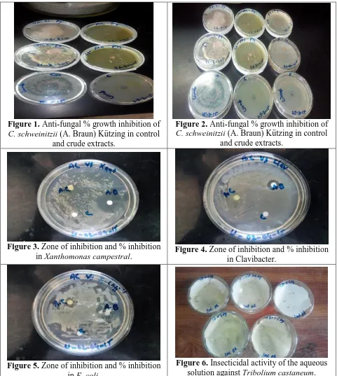 Figure 2. Anti-fungal % growth inhibition of C. schweinitzii (A. Braun) Kützing in control 