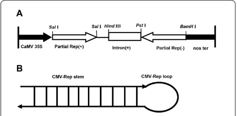 Figure 1 (A) Schematic map of the T-DNA region of pBIN-CMVΔRep(i/r) and (B) Diagram of self-complementary (hairpin)RNA produced by pBIN-CMVΔRep(i/r)