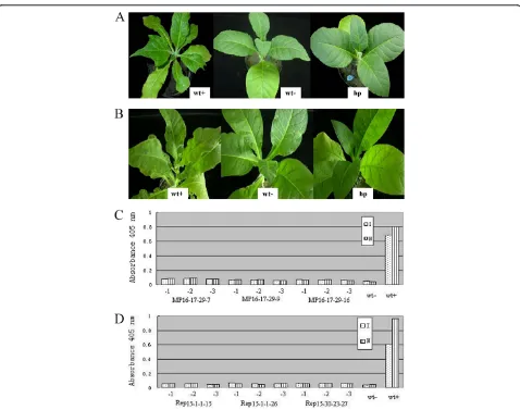 Figure 2 (A, B) Reaction of Tand new emergent leaves were collected at 25 days after inoculation for ELISA