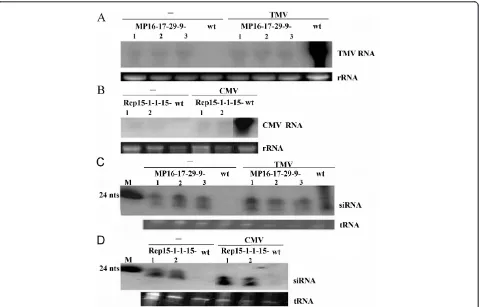 Table 3 T4 transgenic plant height and seed weight comparing with wild plant