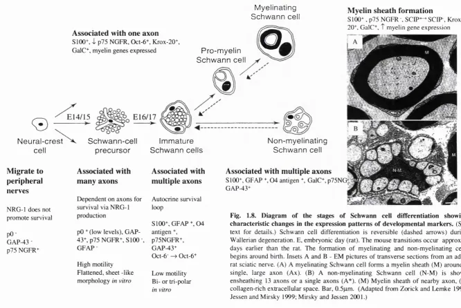 Fig. 1.8. Diagram of the stages of Schwann cell differentiation showing characteristic changes in the expression patterns of developmental markers