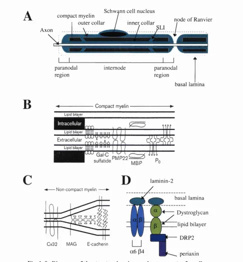 Fig. 1. 9. Diagrams of the structural regions and components of myelin.(A) A myelinating Schwann cell associated with an axon forms regions of integrin a6 (34 or the dystroglycan complex, via DRP2 and periaxin