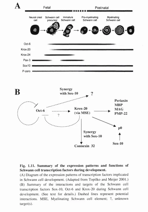 Fig. 1.11. Summary of the expression patterns and functions of 