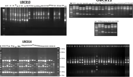 Figure 3. Dendrogram showing genetic relationship among 25 Ficus palmata ecotypes based on 05 ISSR primers  