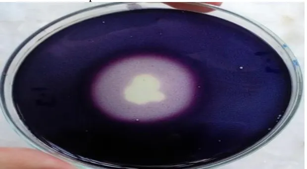 Table 1. Morphological identification through different Biochemical tests of the selected Bacterial Isolates 