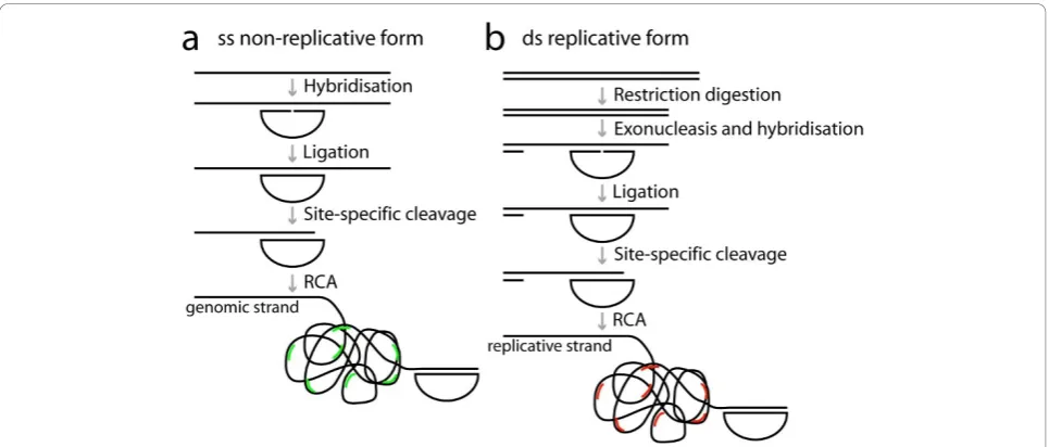 Figure 1 Schematics over the padlock probe and rolling circle amplification procedure