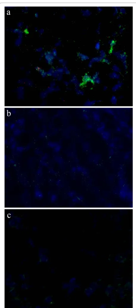 Figure 5 Detection of PCV2 in lymph node tissue. Detection ofPCV2 with padlock probes in lymph node tissue from a) anexperimentally infected pig, b) a natural case of PMWS and c) PCV2negative tissue