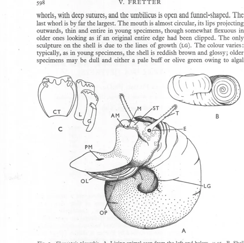 Fig. I. Skeneopsisplanorbis. A. Living animal seen from the left and below. x45. B. Shell from the side