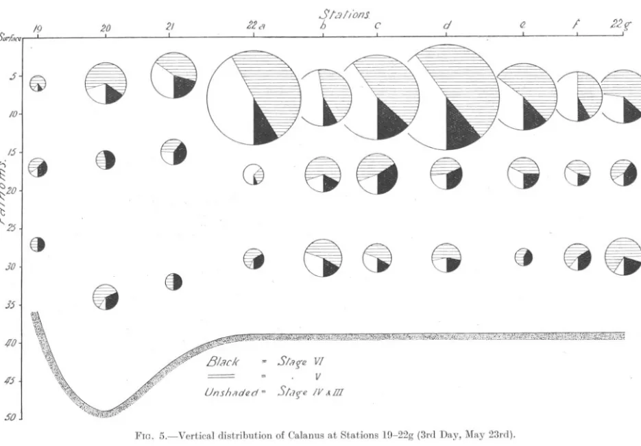 FIG. 5.-Vertical distribution of Calanus at Stations l(J-22g (3rd Day, May 23rd).