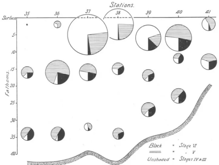 FIG. 6.-Vertical distribution of Calanus at Stations 35-41 (5th Day, May 25th).