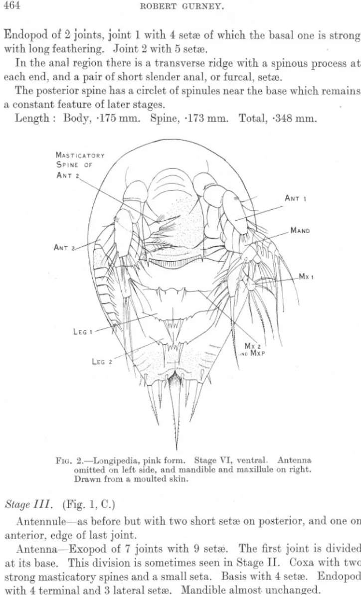 FIG. 2.-Longipedia, pink form. Stage VI, ventral. Antenna omitted on left side, and mandible and maxillule on right.