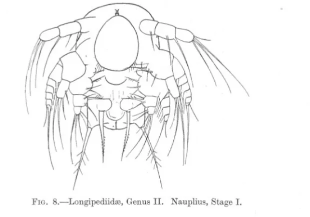 FIG. 8.-Longipediidro, Genus II. Nauplius, Stage I.