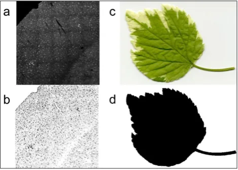 Figure 1: Confocal fluorescence image of Iba-1 labelled microglial cells in APPswe/PS1dE9 mouse brain tissue (a) and segmented image (b)