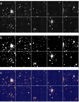 Figure 9: ImageSURF pixel classifier training workflow. A representative set of sub-images are selected and cropped from the full image set and sparsely annotated as signal or background using a bitmap image software package