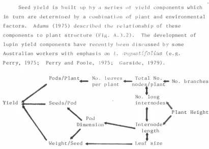 Fig A . 3 . 2  D i a grama t i c  representation of d i rec t paths o f  in f luenc e o f  several s t ruc t u ral comp onen ts o f  the p l an t  upon y ie l d  ( Adams , 1 9 7 5 ) 