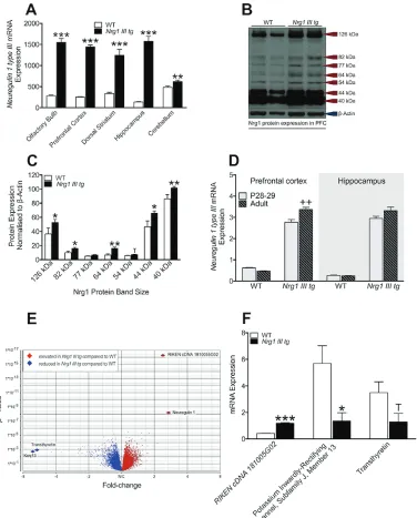 Fig. 1. Nrg1 type III mRNA and protein levels, hippocampal microarray, and validating qPCR in WT and Nrg1 III transgenic mice