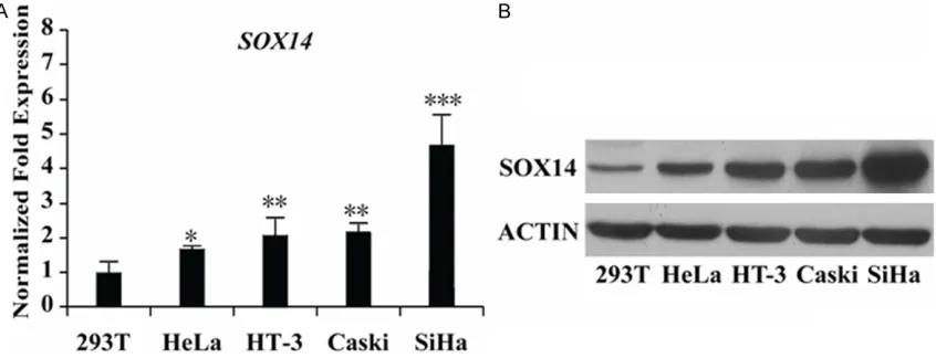 Figure 1. Expression of SOX14 is higher in cervical cancer cell lines than 293T cells