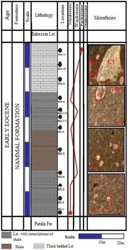 Fig. 4 Microfacies synthesis log of the Nammal Formation, Nammal Gorge section, western Salt Range 