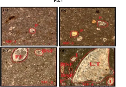 Fig. 5 Depositional environment of Nammal Formation based on microfacies analysis of the measured section in study area