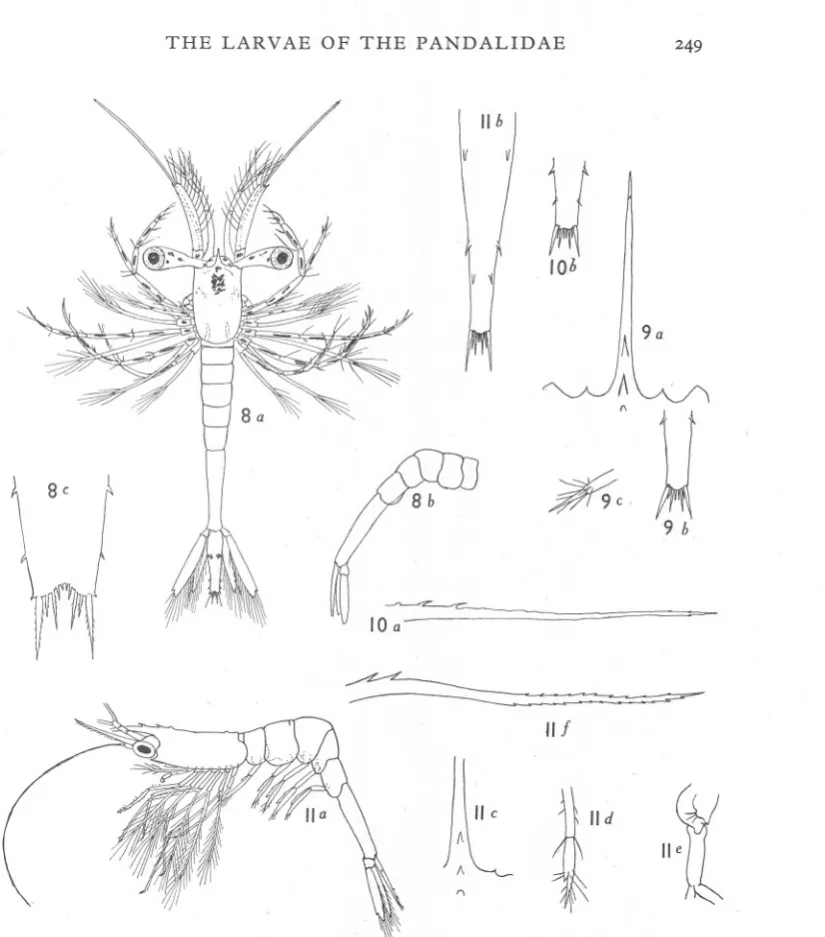 Fig. 8. 'Parapandalus richardi. a, fifth larval stage, 4'S mm. long; b, abdomen; c, telson.