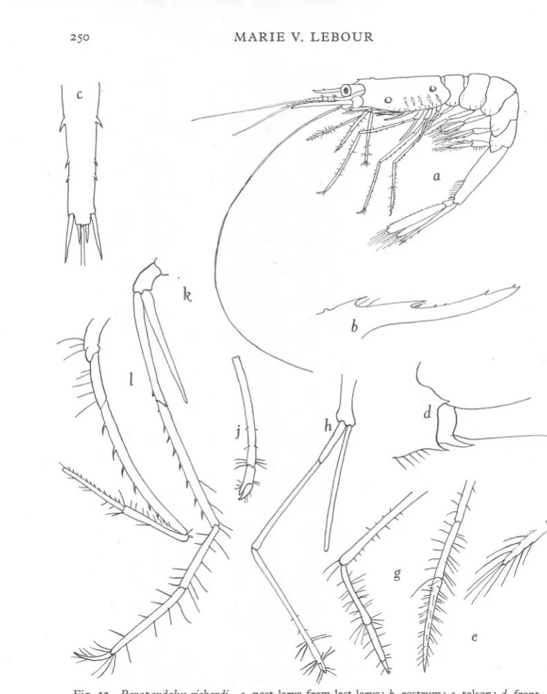 Fig. 12. Parapandalusrichardi. a, post-larva from last larva; b, rostrum; c, telson; d, front end of carapace and base of antenna; e, third maxillipede; f, tip of exopod of same;