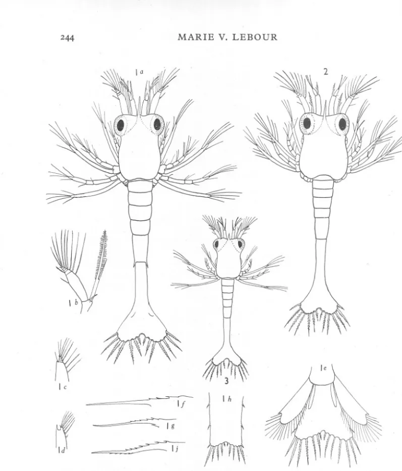 Fig. 1. Pandalus bonnieri. a, dorsal view, first larva, 3'7 mm. long; b, antenna of same;