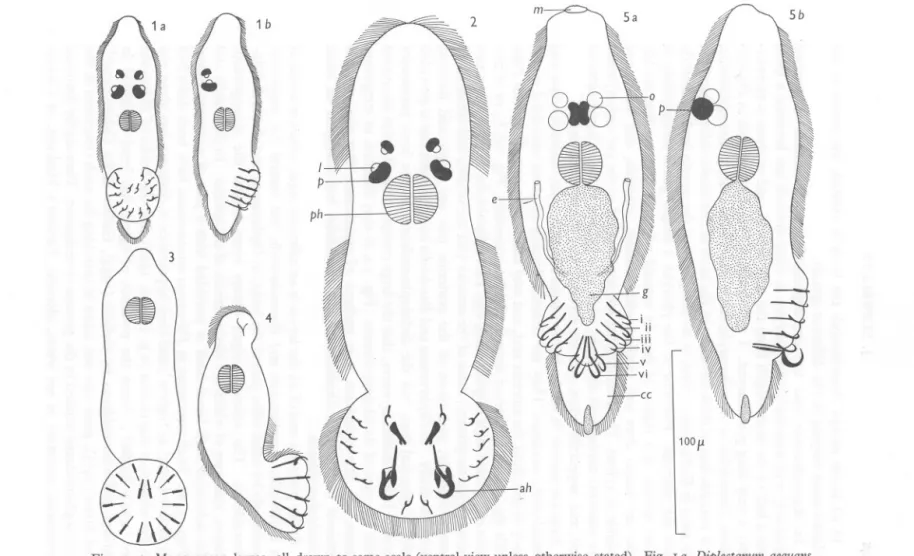 Fig. I b, D. aequans (side view). Fig. 2, Entobdella soleae. Fig. 3, Acanthocotyle lobianchi