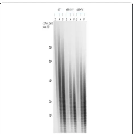 Figure 6 Quantification of cDNA bands synthesized by WT, K65R+L74V and K65R+L74I RTs. Groups of 6 bands from bottom to top ofeach lane were scanned and quantified by Intelligent Quantifier software (Bio Image Systems, Inc., Jackson, MI)
