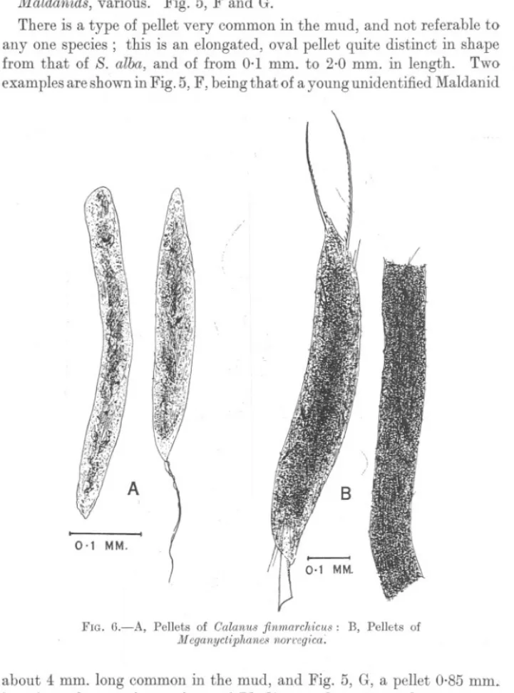 FIG. G.-A, Pellets of Calanu8 finmarchicus: B, Pellets of