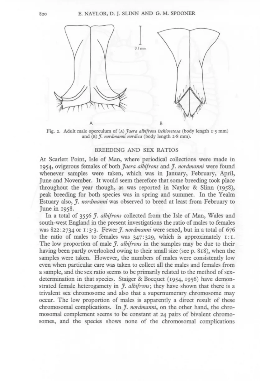 Fig. 2. Adult male operculum of (A) Jaera alhifrons ischiosetosa (body length 1·5 mm) and (B) J