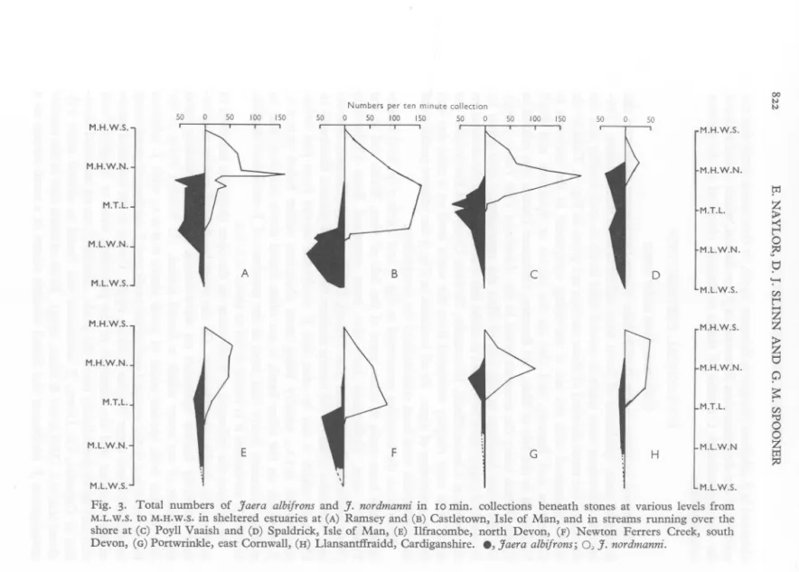Fig. 3. Total numbers of Jaera alhifrons and J. nordmanni in 10 min. collections beneath stones at various levels from