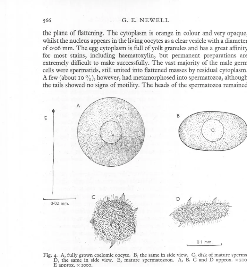 Fig. 4. A, fully grown coelomic oocyte.- B, the same in side view. C, disk of mature sperms.