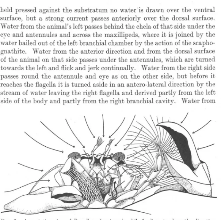 FIG. 5.-An anterior view of Porcellana longicornis while feeding, to show the direction of the water currents drawing fool in suspension towards the animal, rapidly on the left side, more slowly 01' its right where the maxilliped is flexed, X 5.
