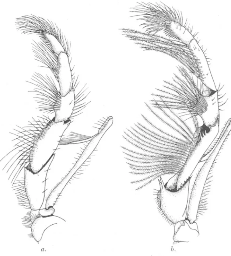 FIG. l.-(a) Ventral view of the left third maxilliped of Galathea dispersQ X 6.