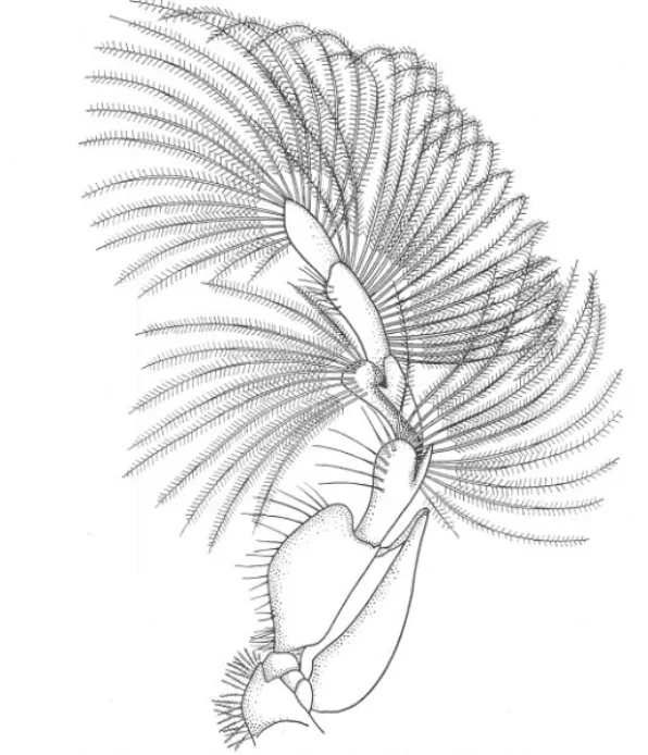 FIG. 3.-Ventral view of the left third maxilliped of Porcellana longicornis X 10.