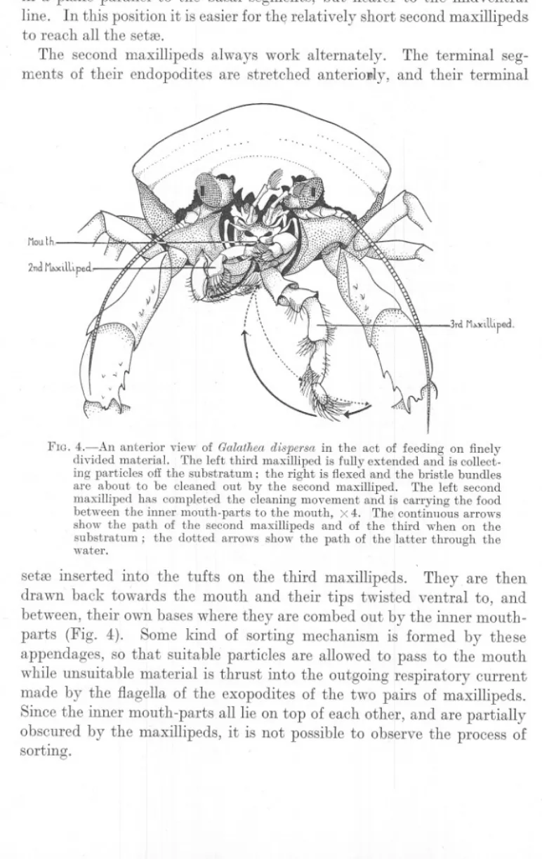 FIG. 4.-An anterior view of Galathea dispersa in the act of feeding on finely divided material