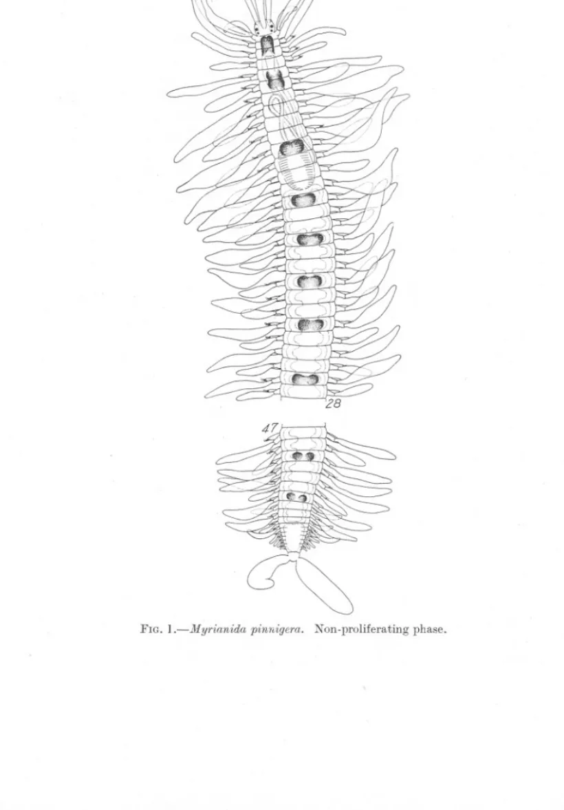 FIG. l.-Myrianida pinnigera. Non-proliferating phase.