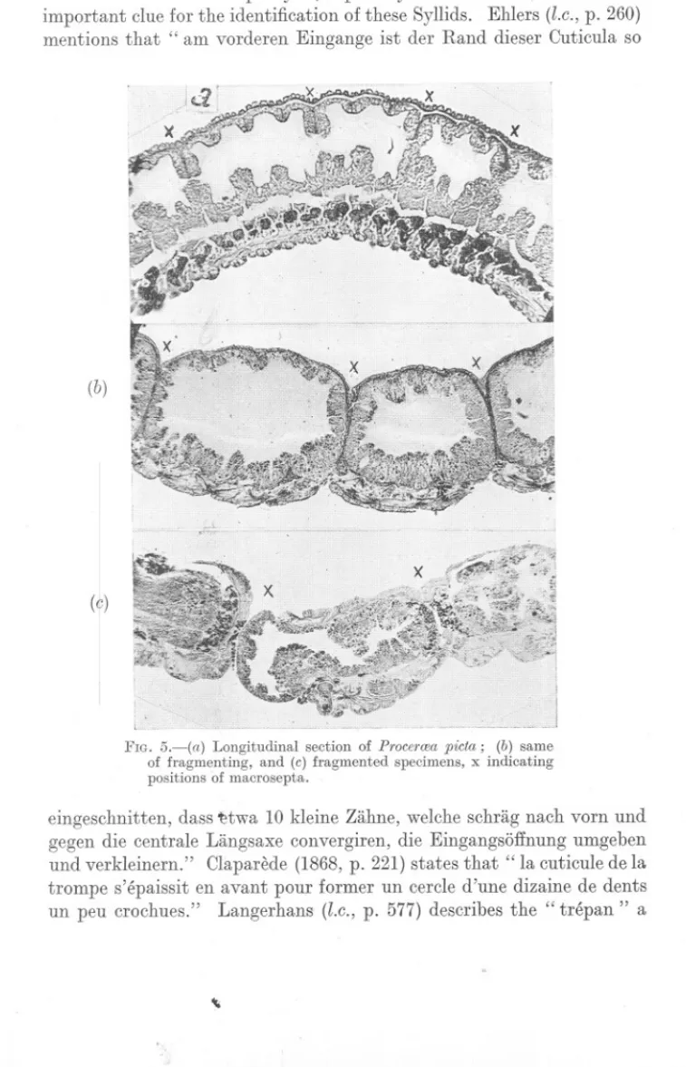 FIG. 5.-(a) Longitudinal section of Proeercea pieta; (b) same of fragmenting, and (e) fragmented specimens, x indicating positions of macrosepta.
