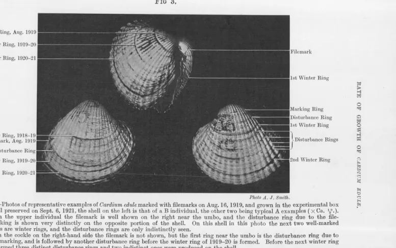 FIG. 3.-Photos of representative examples of Cardium edulemarked with filemarks on Aug