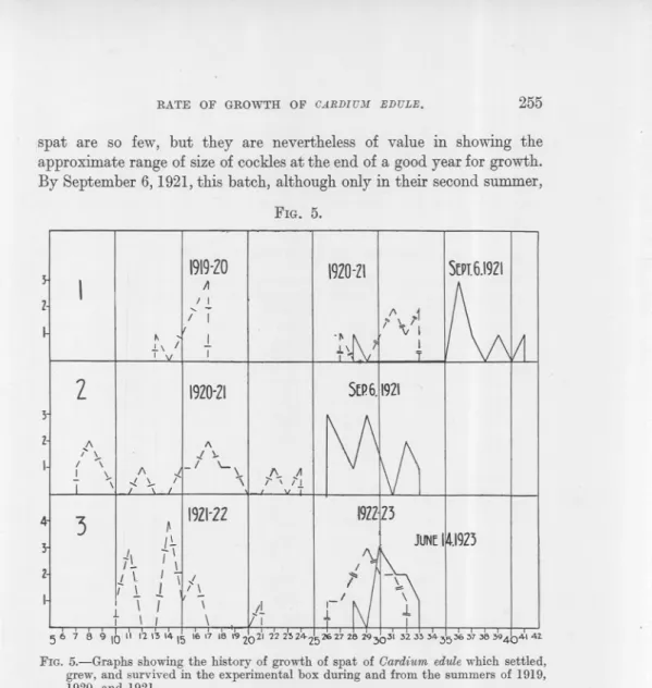 FIG. 5.-Graphs showing the history of growth of spat of Oardium edvle which settled, grew, and survived in the experimental box during and from the summers of 1919, 1920, and 1921.